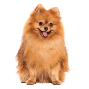 cute-spitz980x980