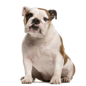 English Bulldog looking at the camera, isolated on white